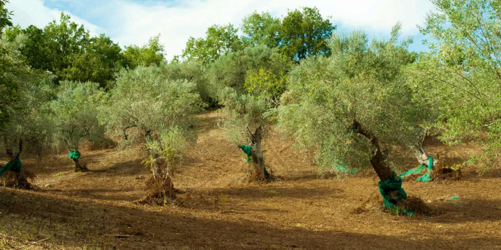 Los olivares de Tenute Catena en Bellosguardo, en el Parque Nacional del Cilento