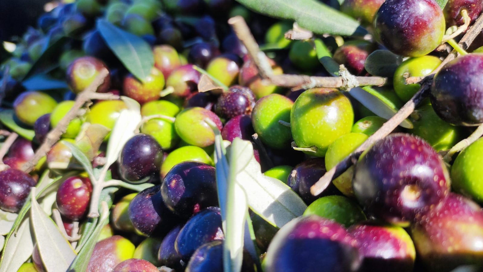 Olive Rotondella appena raccolte, verdi e violacee, nella cassetta